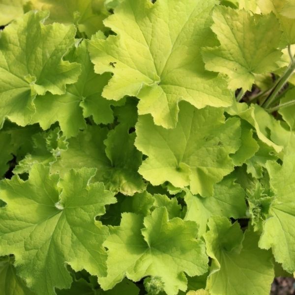 Guacamole Coral Bells