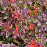 First Editions&reg; Cabernet&reg; Barberry