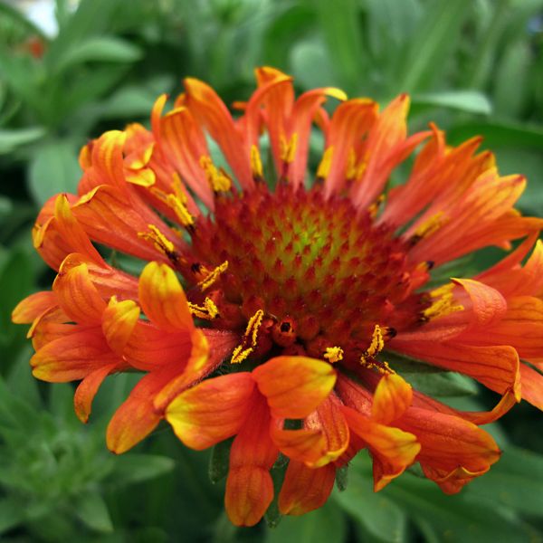 Fanfare Blaze Gaillardia