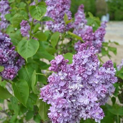 Katherine Havemeyer Lilac