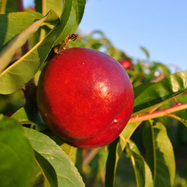 Zephyr Nectarine Tree