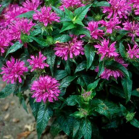 Grand Parade Bee Balm