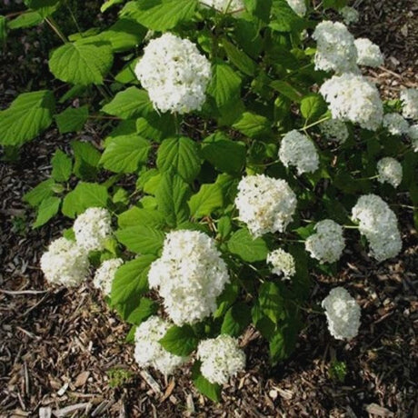 Ryan Gainey Hydrangea