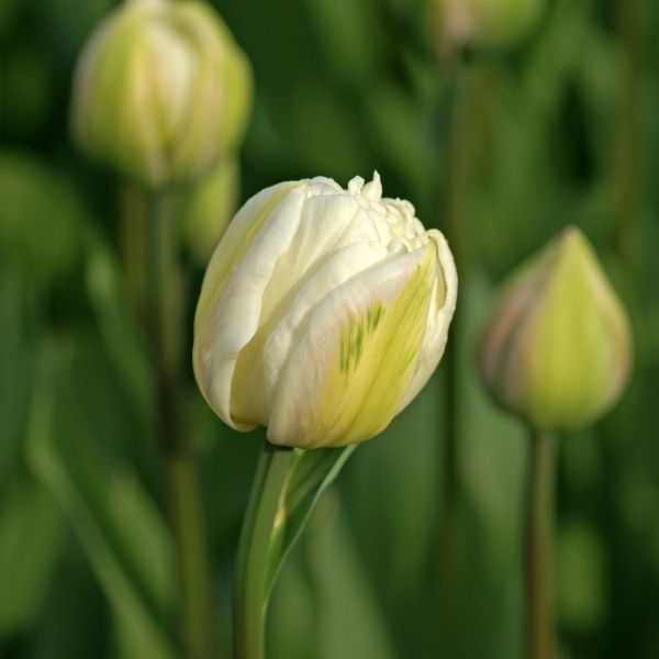 Mount Tacoma Tulip