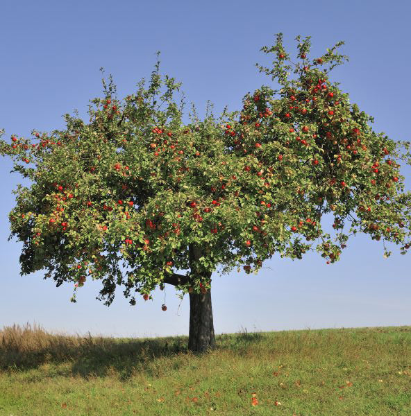 Empire Apple Tree