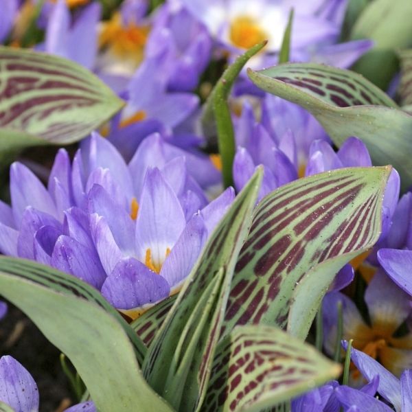 Crocus Tricolor