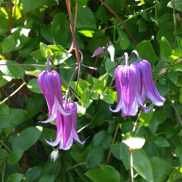 Roguchi Clematis