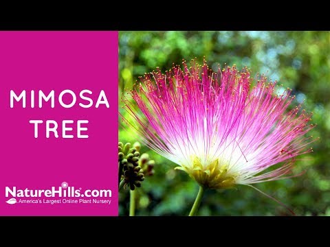 Mimosa Tree