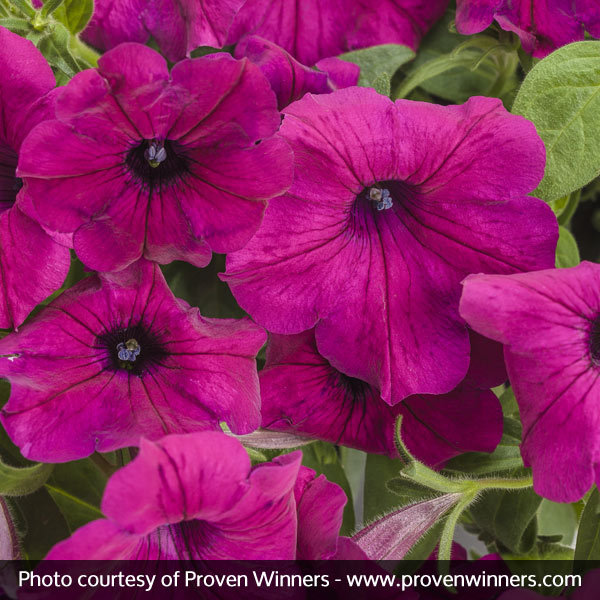 Supertunia&reg; Royal Magenta&trade; Petunia