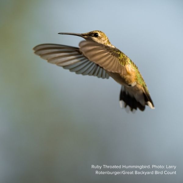 Audubon&reg; Native New Jersey Tea