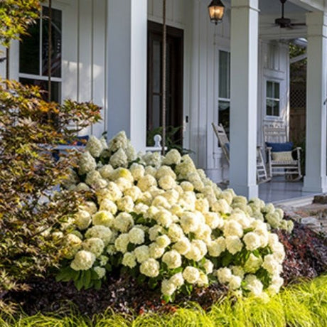 White Wedding&reg; Panicle Hydrangea