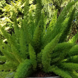 Foxtail Fern