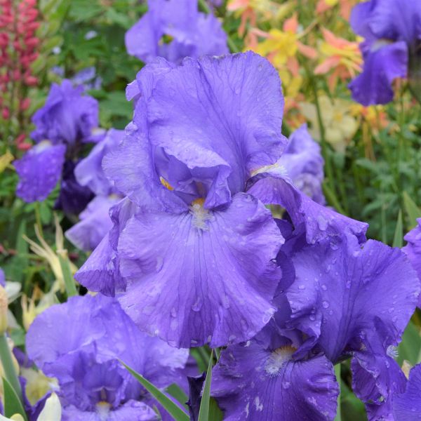 Feed Back Tall Bearded Iris