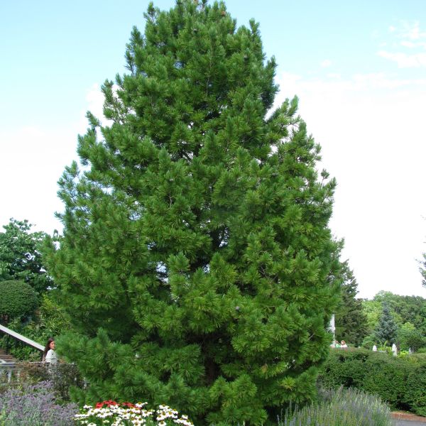 Swiss Stone Pine