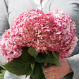 Invincibelle&reg; Ruby Hydrangea