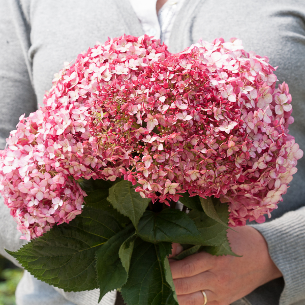 Invincibelle&reg; Ruby Hydrangea