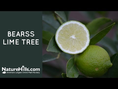 Bearss Lime Tree