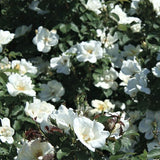 White Knock Out&reg; Rose