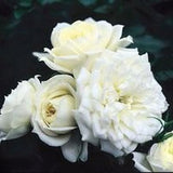 Bridal Sunblaze&reg; Rose