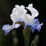 Brilliant Idea Tall Bearded Iris