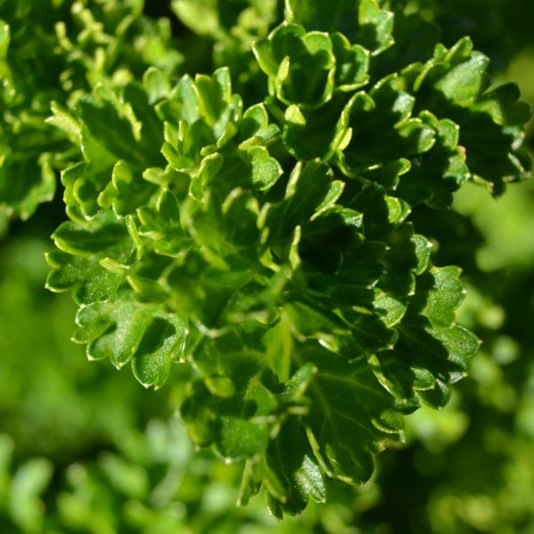 Italian Parsley Plant