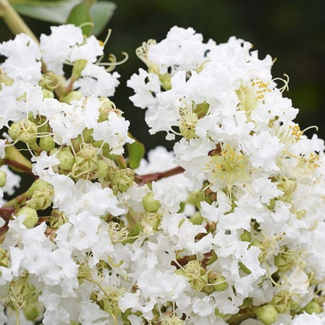 White Crape Myrtle