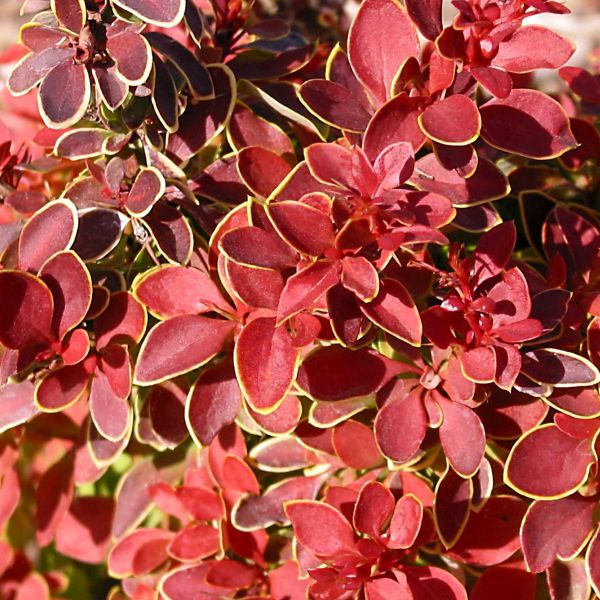 Admiration Barberry