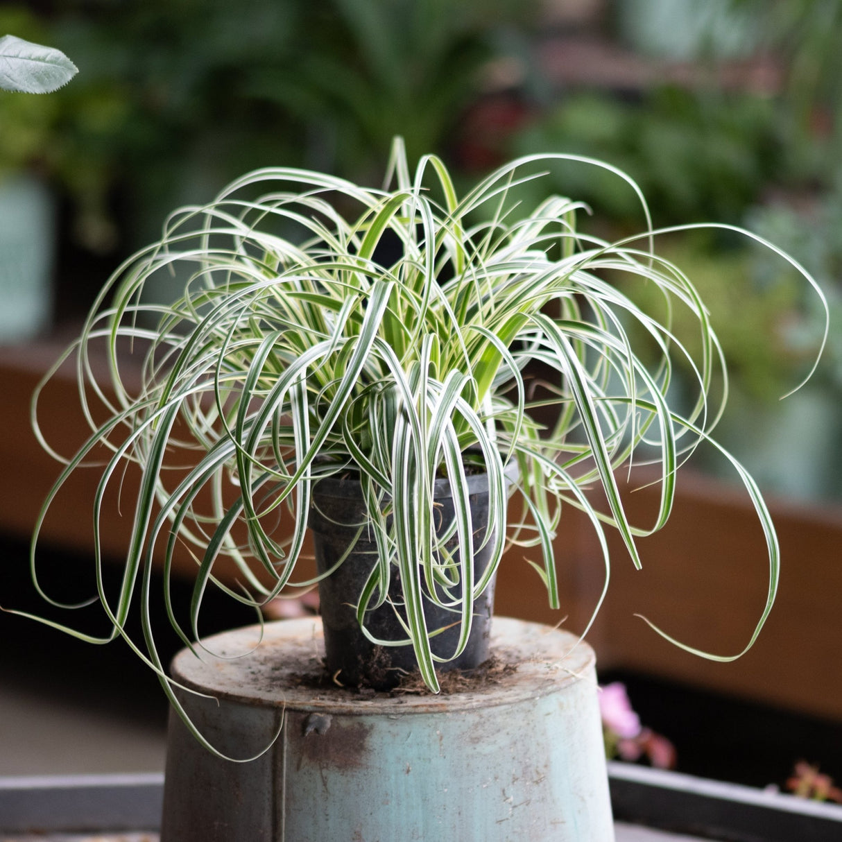 Feather Falls Sedge Grass in a small nursery pot displaying cascading variegated green and white arching foliage.