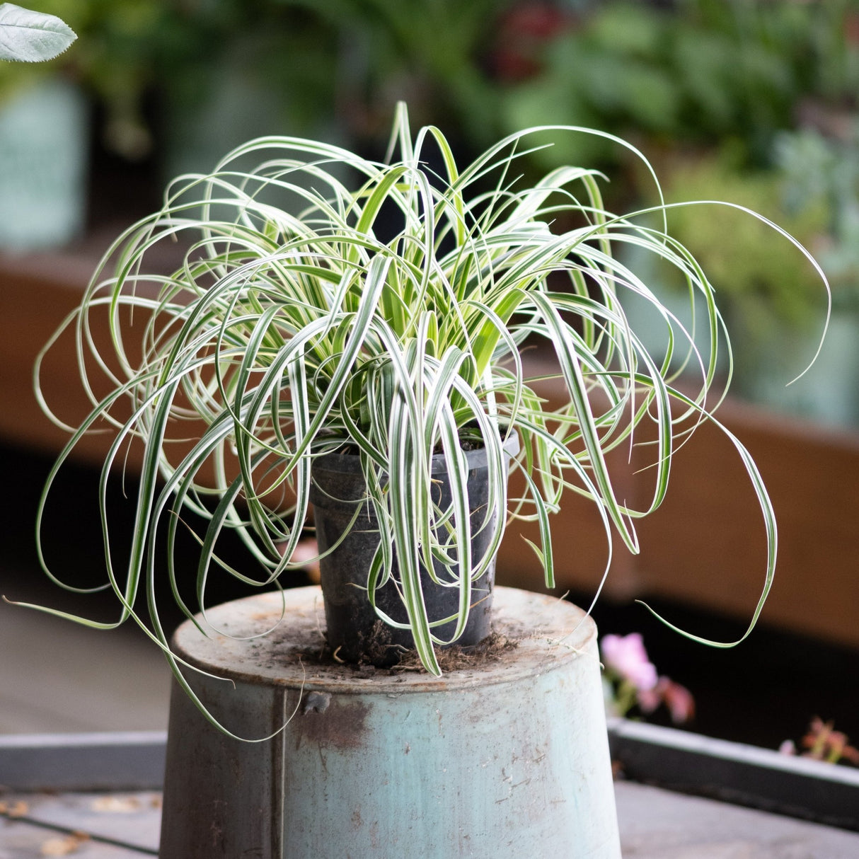 Feather Falls Sedge Grass in a small nursery pot displayed atop a large light blue container outdoors.