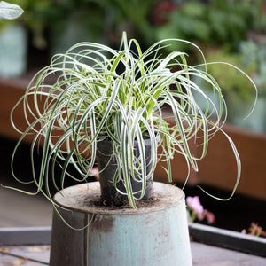 Feather Falls Sedge Grass in a small nursery pot displayed atop a large light blue container outdoors.