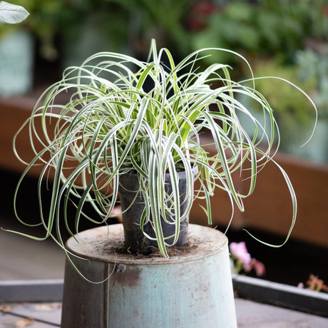 Feather Falls Sedge Grass in a small nursery pot displayed atop a large light blue container outdoors.