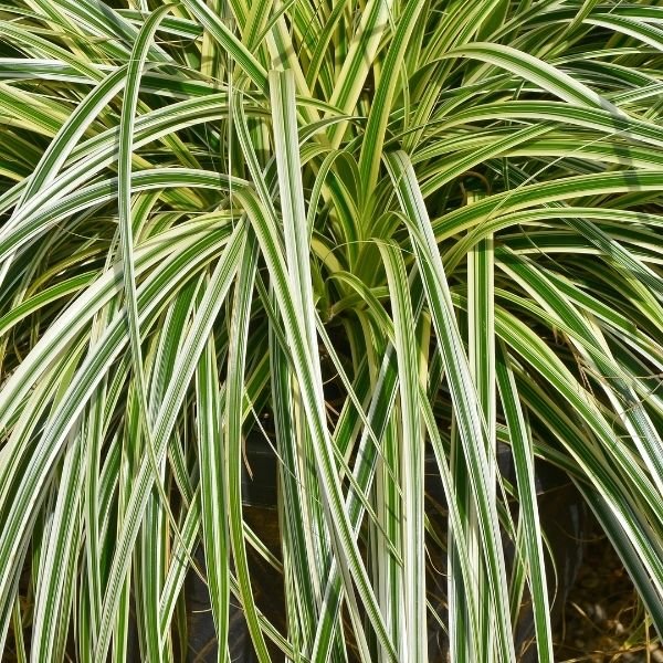 Feather Falls&trade; Sedge Grass - Nature Hills Nursery - #1 Container - 