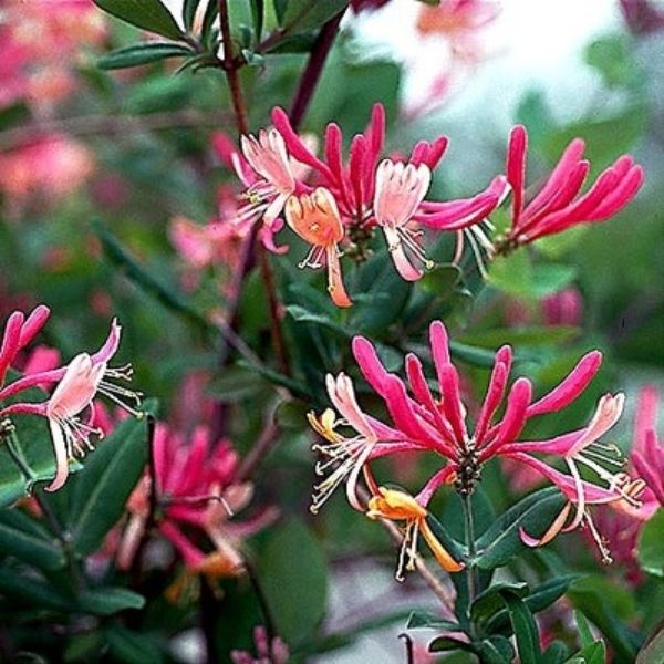 Goldflame Honeysuckle Vine