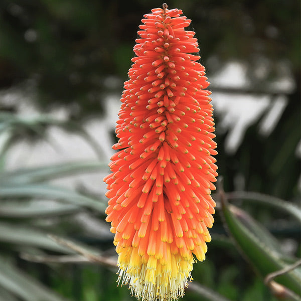 Border Ballet Red Hot Poker