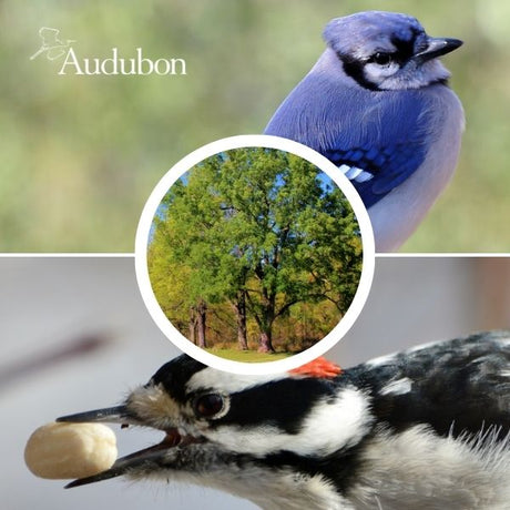 Audubon&reg; Native Overcup Oak