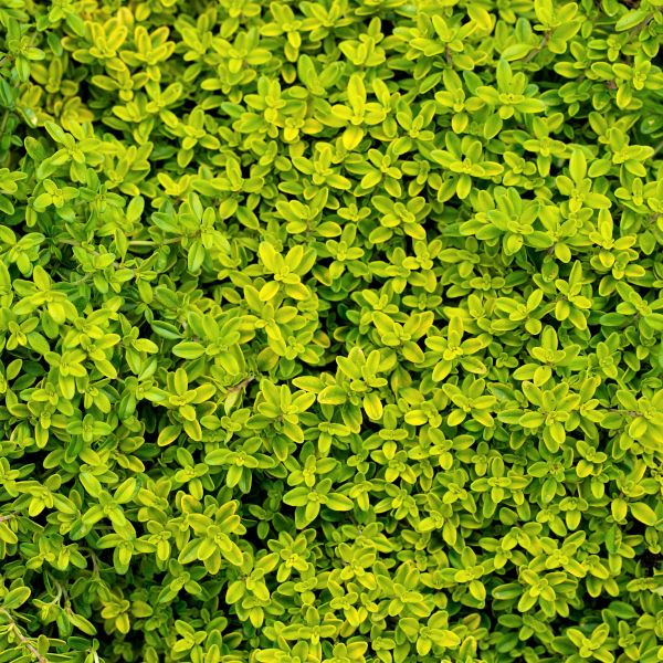 Golden Creeping Thyme