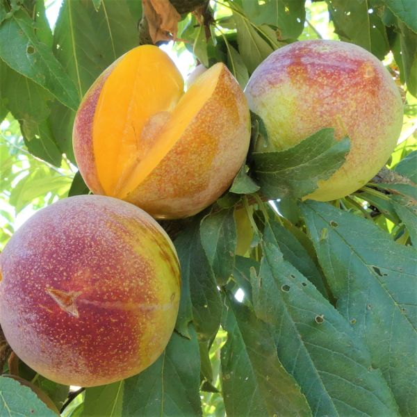 Burbank Plum Tree