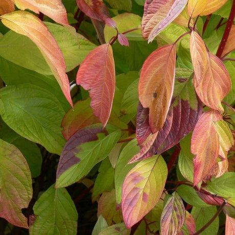 First Editions&reg; Neon Burst&trade; Dogwood