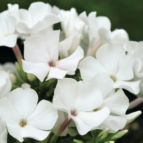 Phlox Flame White