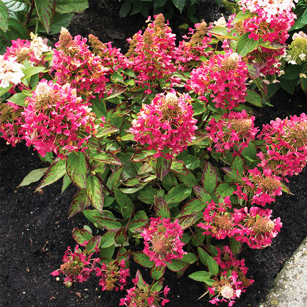 Lavalamp&trade; Flare&trade; Panicle Hydrangea