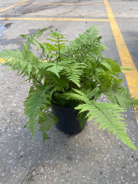 A potted Lady in Red fern displays bright green bipinnate fronds with serrated leaflets in a black nursery container on concrete pavement.