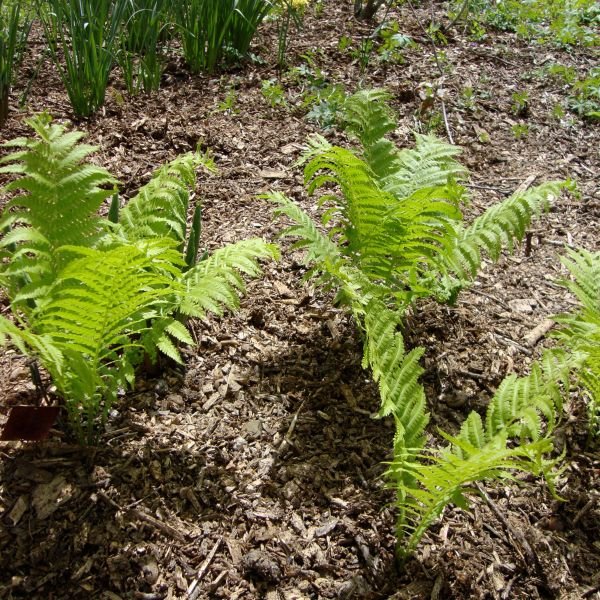 Detail view of Ostrich Fern (Matteuccia struthiopteris) showing plant structure and foliage.