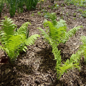 Detail view of Ostrich Fern (Matteuccia struthiopteris) showing plant structure and foliage.