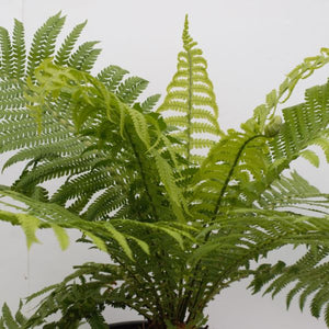 Perennial foliage of Ostrich Fern (Matteuccia struthiopteris) in a garden setting.