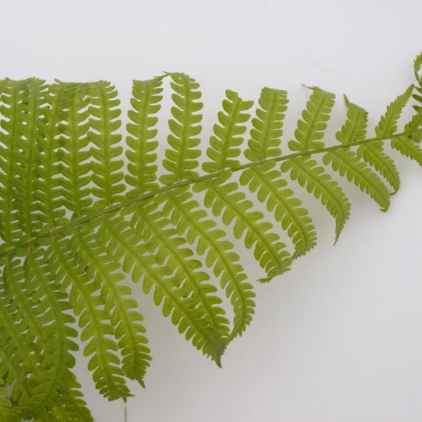 Ostrich Fern (Matteuccia struthiopteris) growing in a garden landscape, showing mature perennial form.