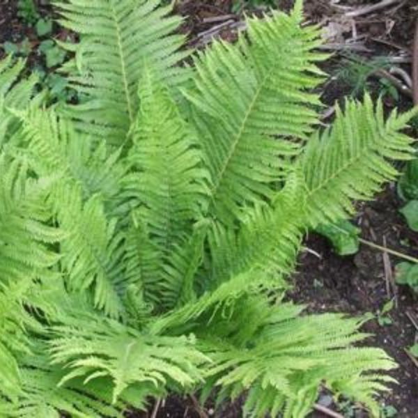 Ostrich Fern (Matteuccia struthiopteris), a perennial featuring perennial and arching, erect form.