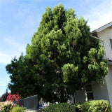 Fern Podocarpus - Nature Hills Nursery - #1 Container - 