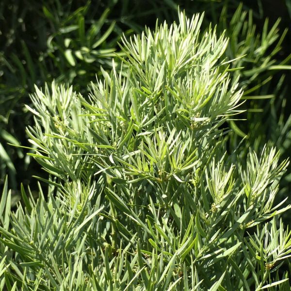 Fern Podocarpus - Nature Hills Nursery - #1 Container - 