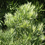 Fern Podocarpus - Nature Hills Nursery - #1 Container - 