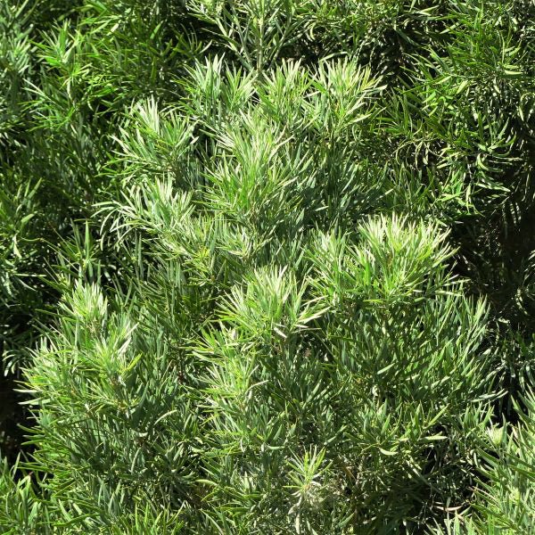 Fern Podocarpus - Nature Hills Nursery - #1 Container - 
